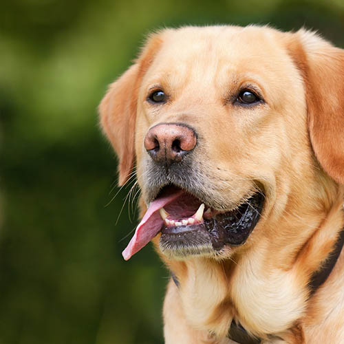  un chiot soin pharmacie des Arcanes