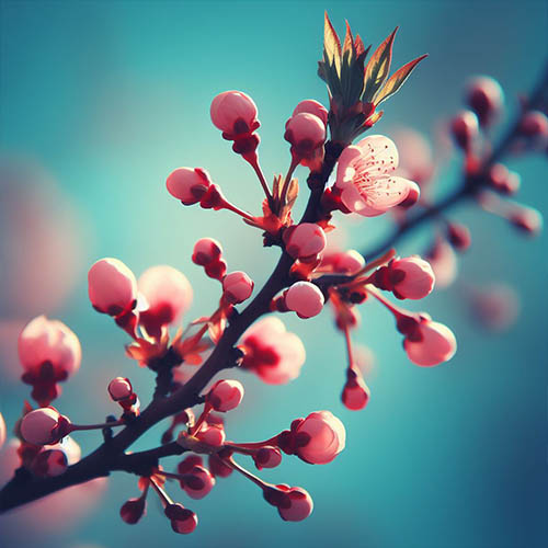 Gemmothérapie herboristerie Val-de-Reuil